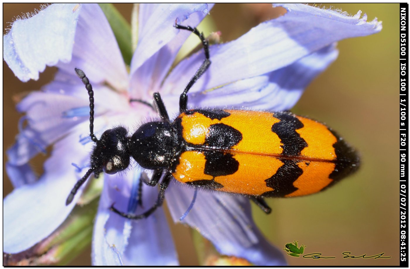 Meloidae, Mylabris variabilis